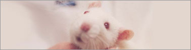 Animal research